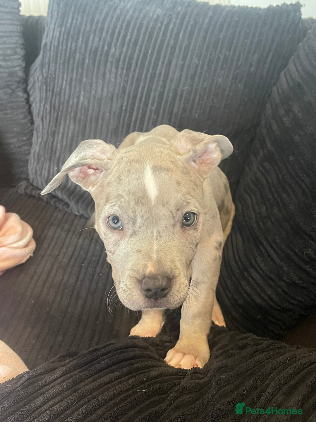 American Bully dogs for sale: Standard bully puppies ready to go - Image 3