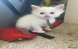 Ragdoll cats for sale: Gorgeous Bicolour Ragdoll kittens - Image 6