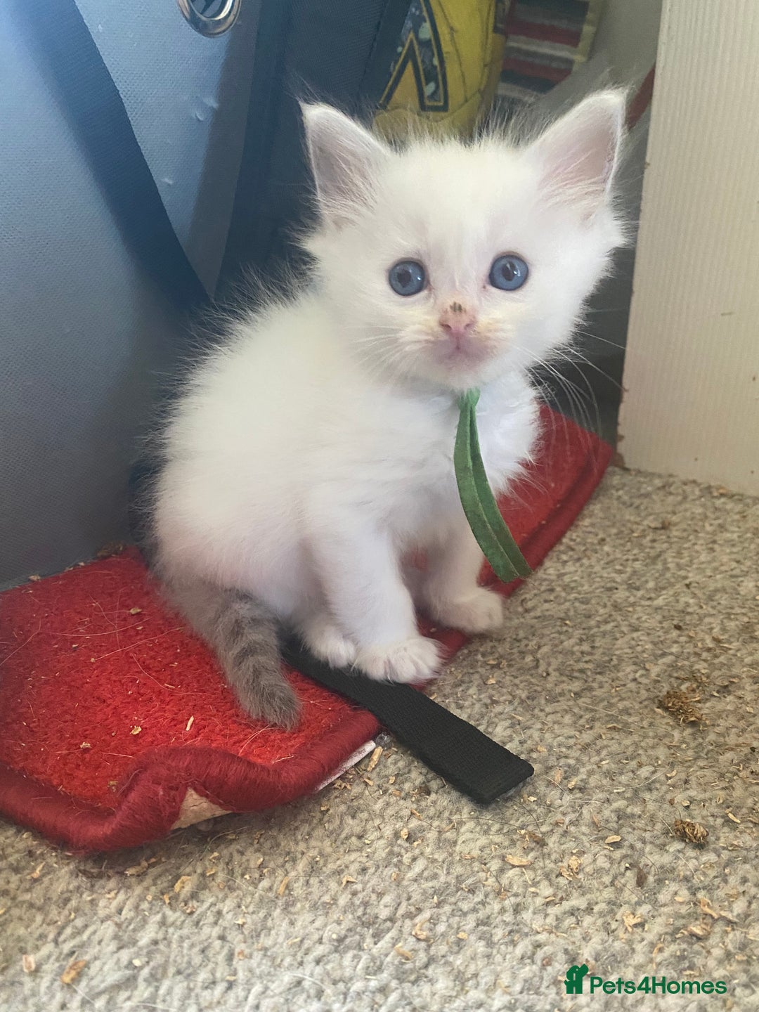 Ragdoll cats for sale: Gorgeous Bicolour Ragdoll kittens - Image 6
