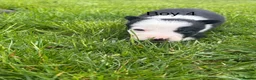 Border Collie dogs for sale: ⭐️BORDER COLLIE PUPS⭐️ READY TO GO - Advert 31
