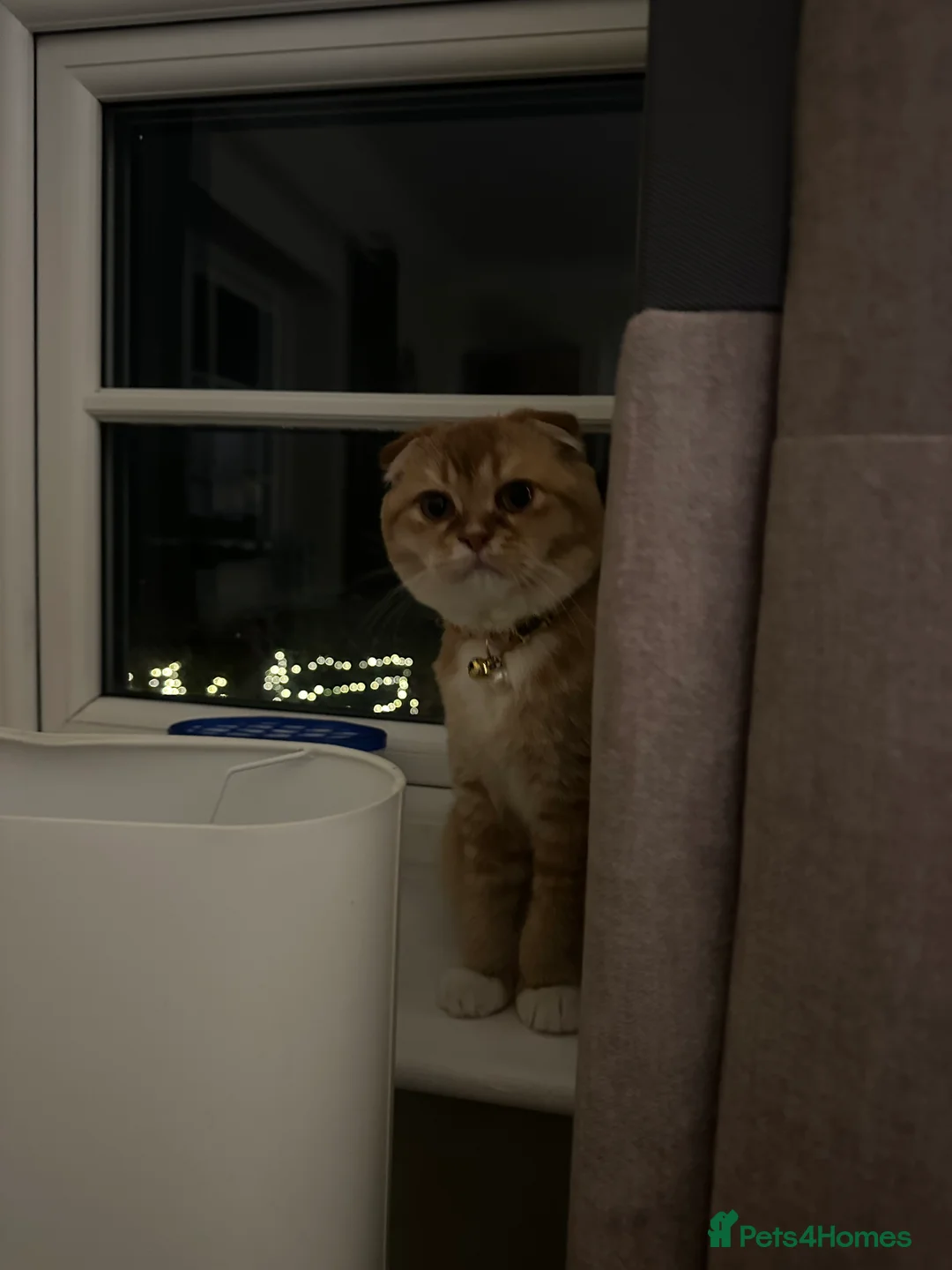 Scottish Fold cats for sale: Coco & Pumpkin  - Advert 7