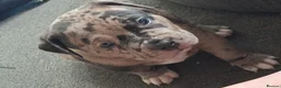 Mixed Breed dogs for sale: 2 male merle pups 5 week old  in Worksop - Advert 5