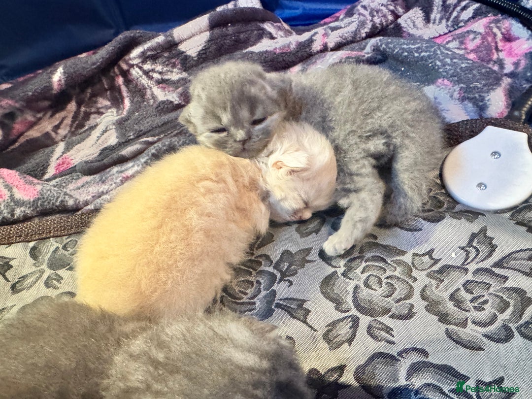 Maine Coon cats for sale: Main coon adorable kittens  - Advert 7