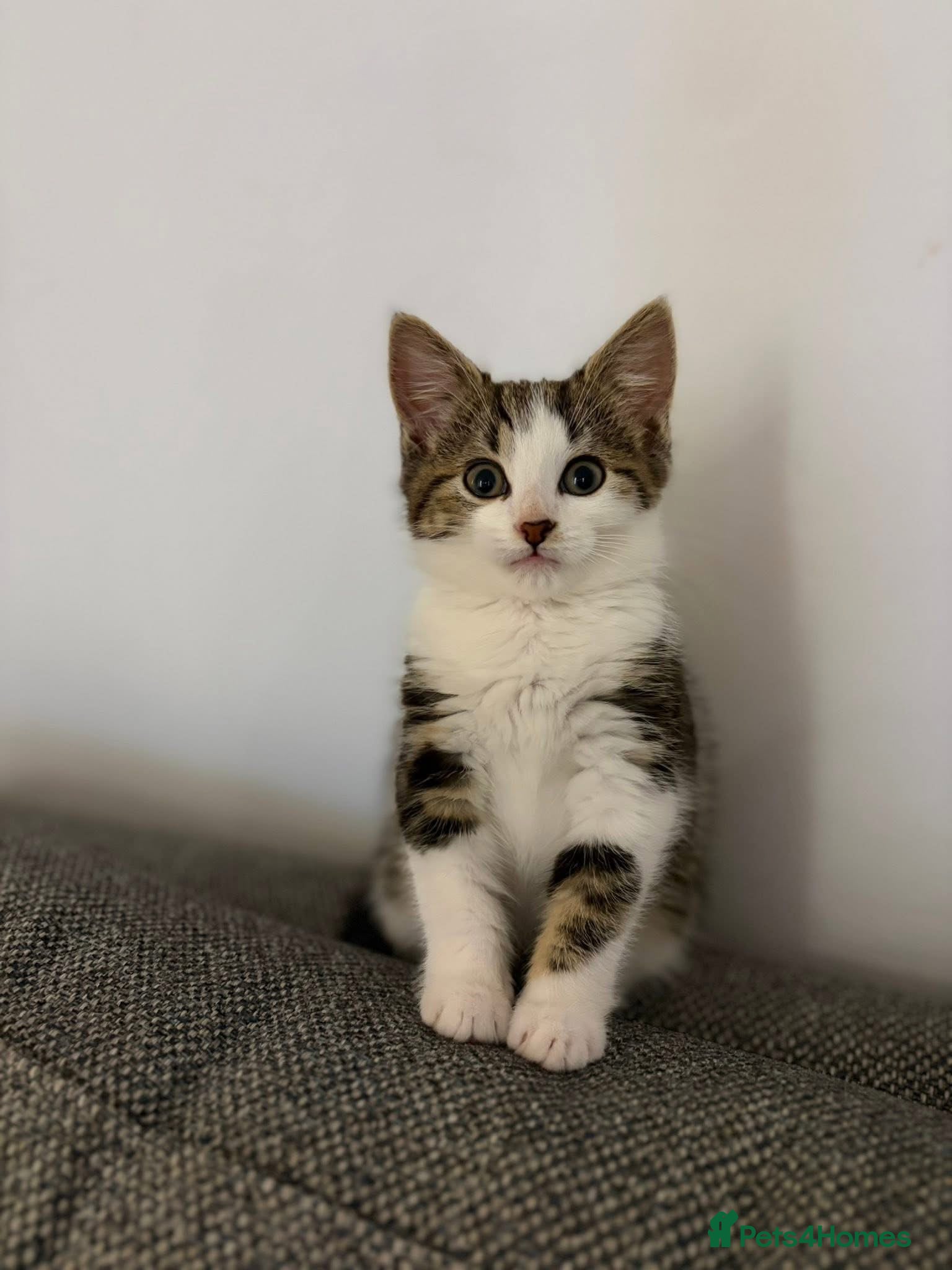Mixed Breed cats 14 week old tabby girl kitten - Advert 1