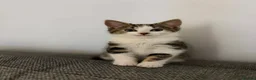 Mixed Breed cats for sale: 14 week old tabby girl kitten in Runcorn - Advert 1