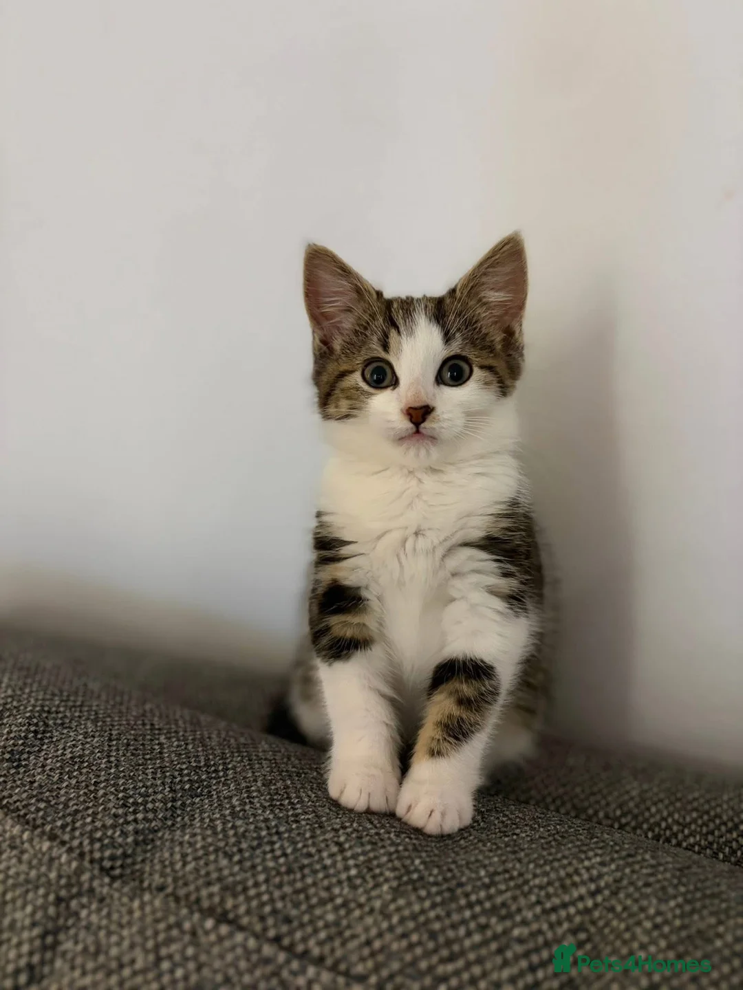 Mixed Breed cats for sale: 14 week old tabby girl kitten in Runcorn - Advert 1
