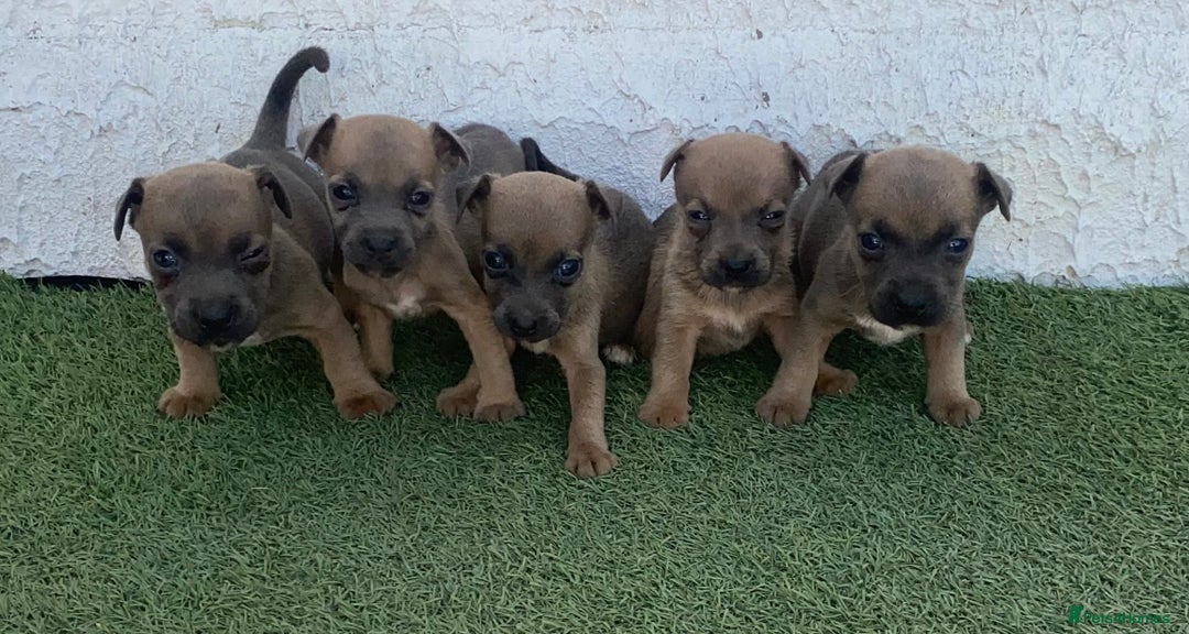 Jack Russell dogs for sale: Rose meadow jacks  - Image 3