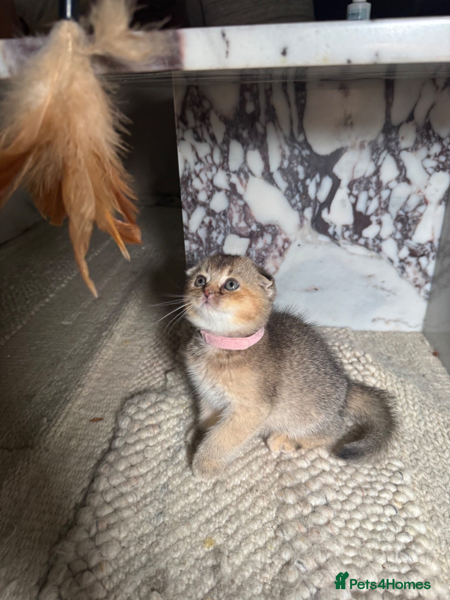 Scottish Fold cats Scottish fold and British shorthair kittens £400 - Advert 2