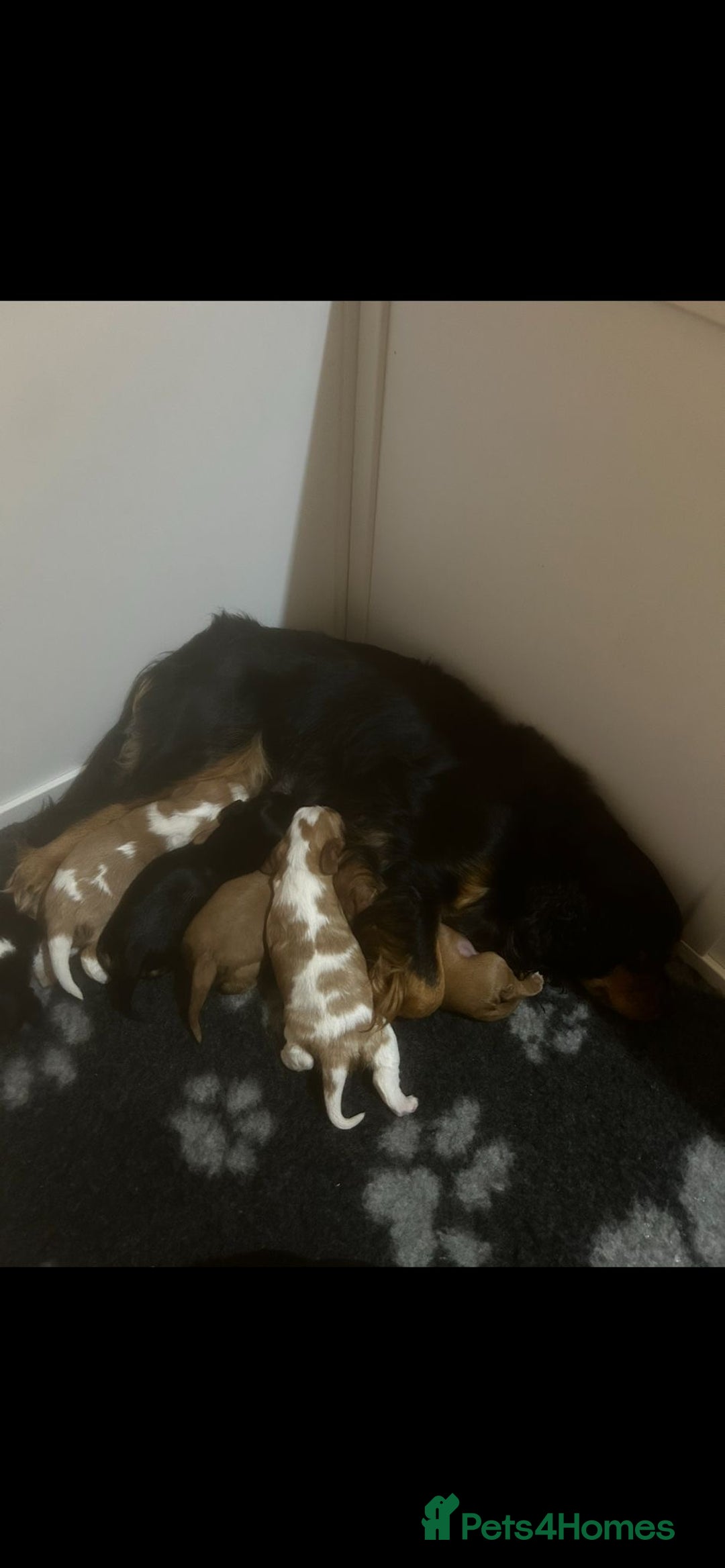 Cavalier King Charles Spaniel dogs for sale: 💫CKC STUNNING PUPPIES HEALTH TESTED 💫 - Advert 21