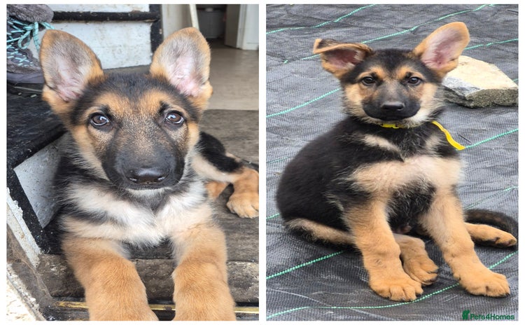 German Shepherd dogs KC German Shepherd pups LAST 2 BOYS! - Advert 7