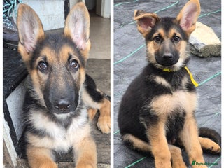 German Shepherd dogs KC German Shepherd pups LAST 2 BOYS! - Advert 7