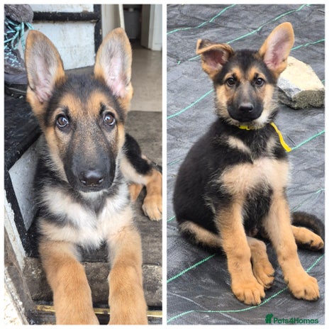German Shepherd dogs KC German Shepherd pups LAST 2 BOYS! - Advert 7