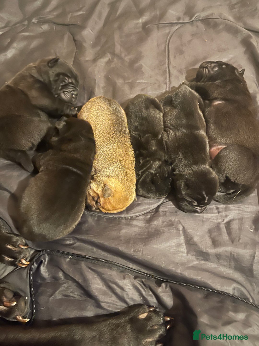 Shar Pei dogs for sale: Shar pei - Advert 10