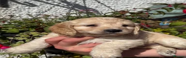 Cockapoo 1