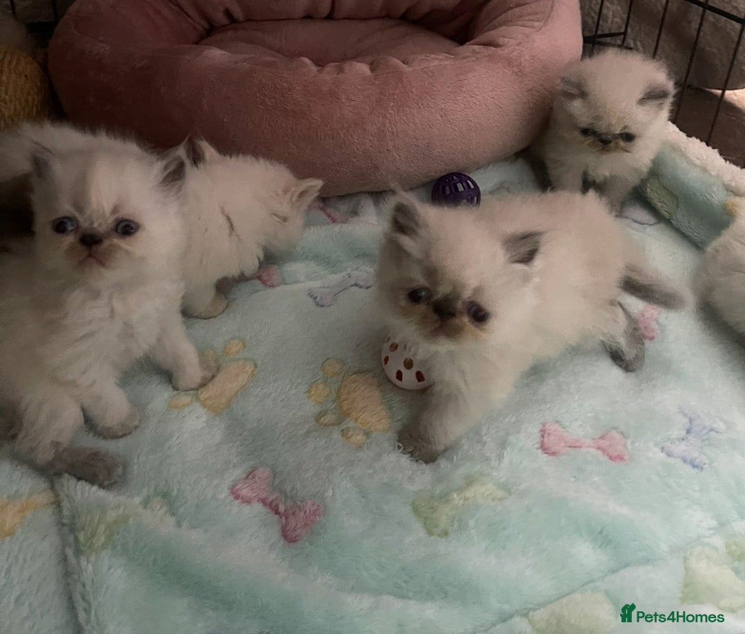 Persian cats for sale: 2 male 4 female  - Image 11