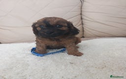 Cavapoo dogs for sale: Cavapoo puppies 8 weeks old ready to leave now - Image 3