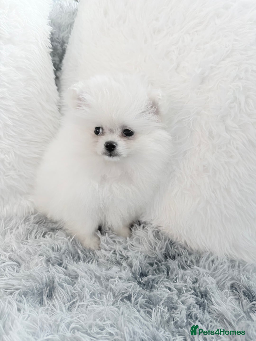 Pomeranian dogs for sale: Super cute white KC teddy bears  - Advert 4