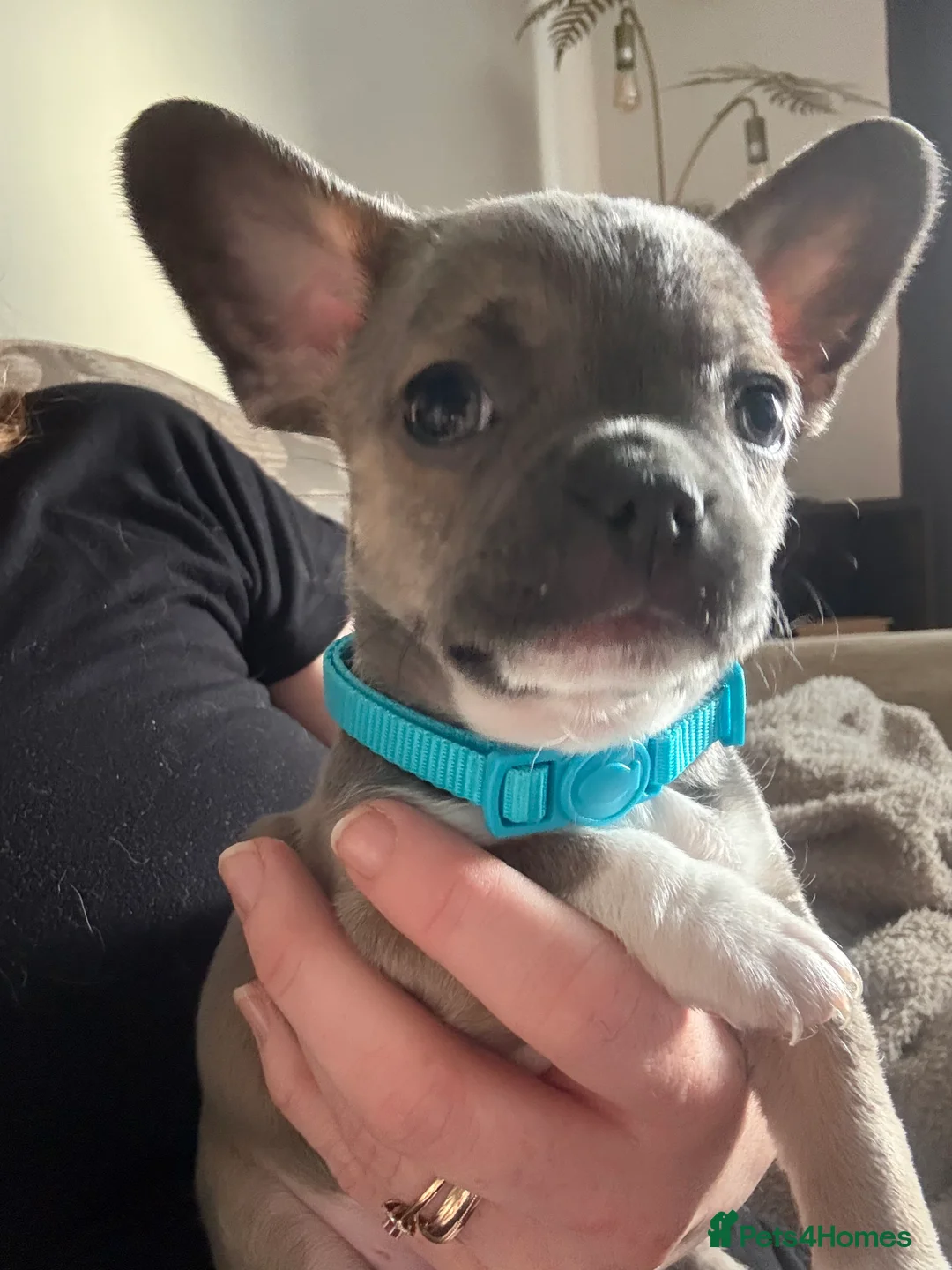 Mixed Breed dogs for sale: French - Advert 2