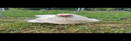 Chickens poultry for sale: Rehoming flock of hens  - Advert 5