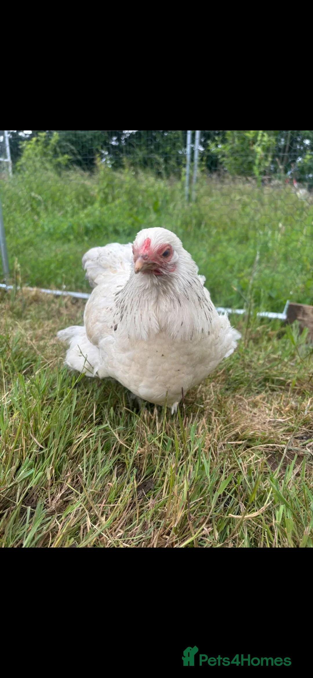 Chickens poultry for sale: Rehoming flock of hens  - Advert 5