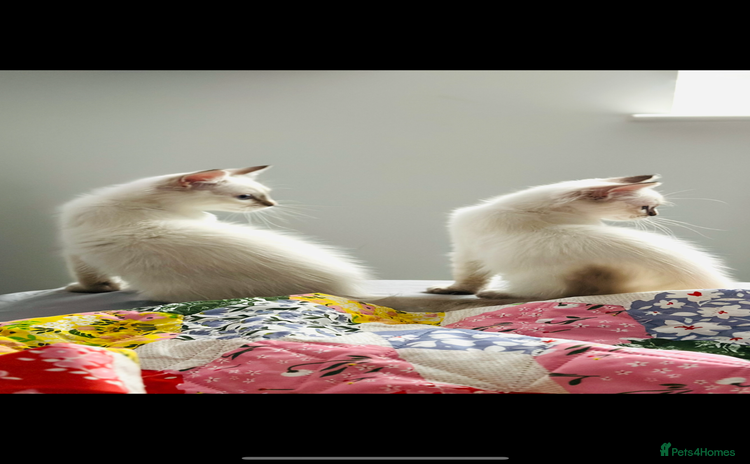 Ragdoll cats - Advert 5