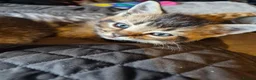 British Shorthair cats for sale: Beautiful home bred British shorthair. - Advert 6