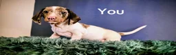 Miniature Dachshund dogs for sale: 1 year old KC brindle miniature dachshund  - Advert 4