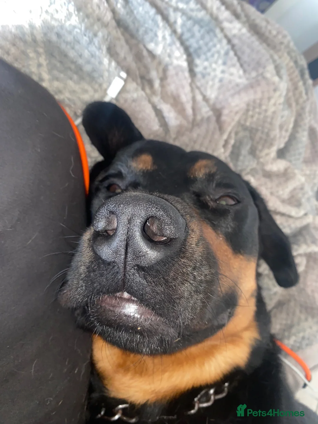 Mixed Breed dogs for sale: Hugo, Rottweiler, neutered in Derby - Advert 2