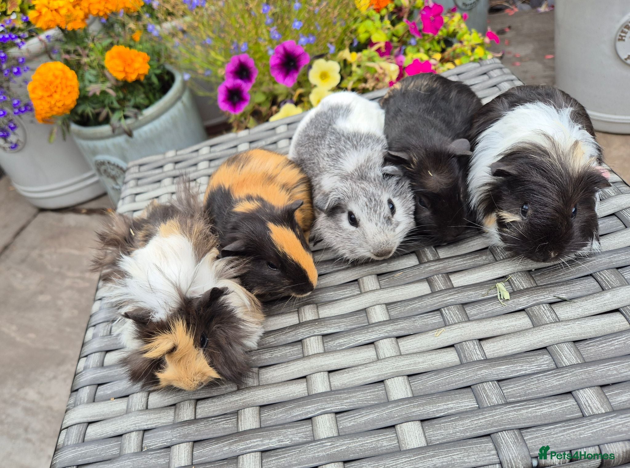 Guinea Pig rodents Baby Sow Guinea Pigs Funky Smooth and Semi Long - Advert 1