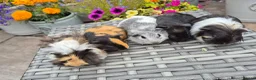 Guinea Pig rodents for sale: Baby Sow Guinea Pigs Funky Smooth and Semi Long - Advert 1