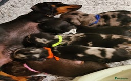 Miniature Dachshund dogs for sale: 5 beautiful miniature dachshund pups for sale - Image 2
