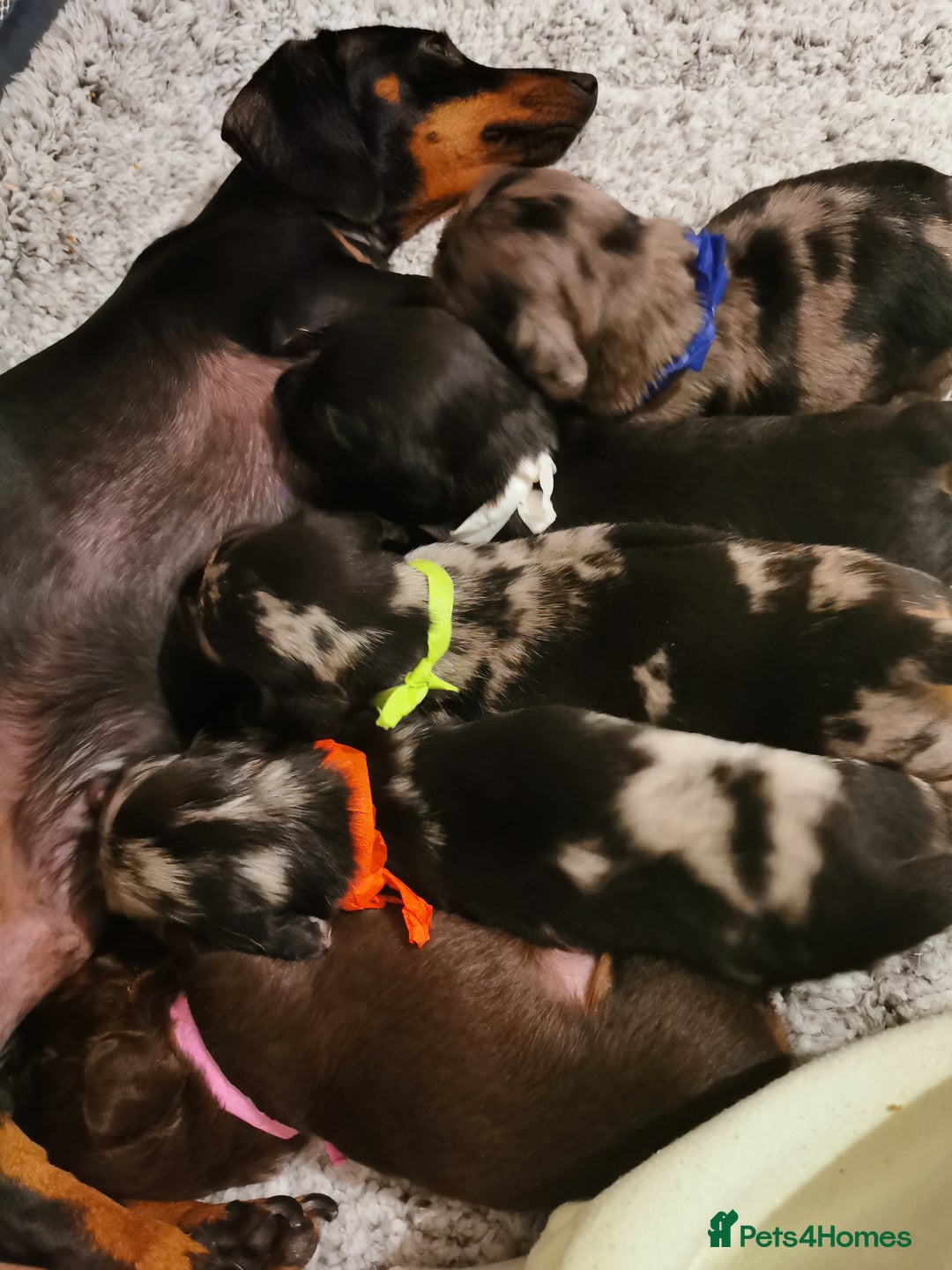 Miniature Dachshund dogs for sale: 5 beautiful miniature dachshund pups for sale - Image 2