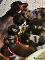 Miniature Dachshund dogs 5 beautiful miniature dachshund pups for sale - Advert 9