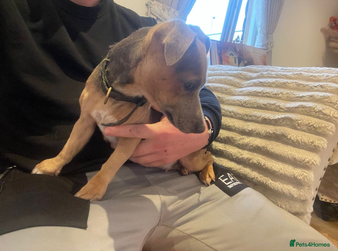 Jack Russell dogs for sale: Jack Russell puppy  - Advert 6