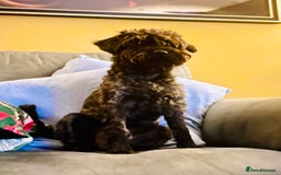 Schnoodle dogs for sale: Adorable Schnoodle Puppies Looking for Loving Home - Image 2