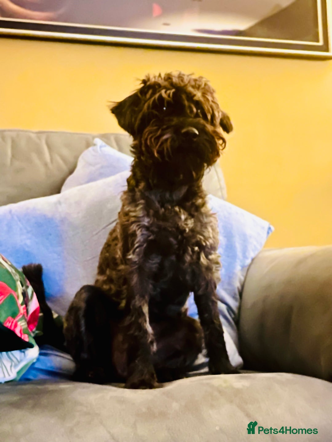 Schnoodle dogs for sale: Adorable Schnoodle Puppies Looking for Loving Home - Image 2