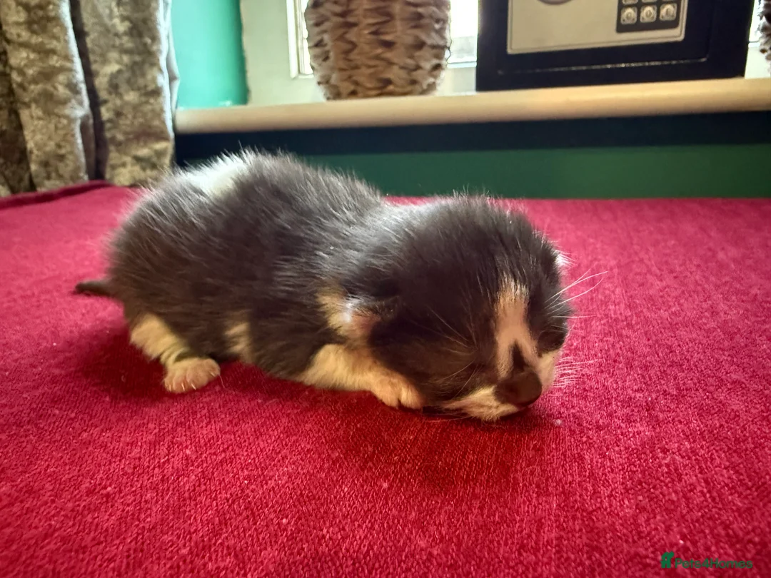 Norwegian Forest Cat cats for sale: 4 super loving fluffy kitties  - Advert 10