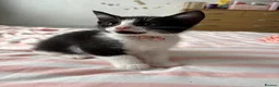 Mixed Breed cats for sale: 2 Male and 2Female kittens  in Hayes - Advert 4