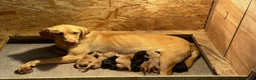 Labrador Retriever dogs for sale: Champion lab puppies  - Advert 3