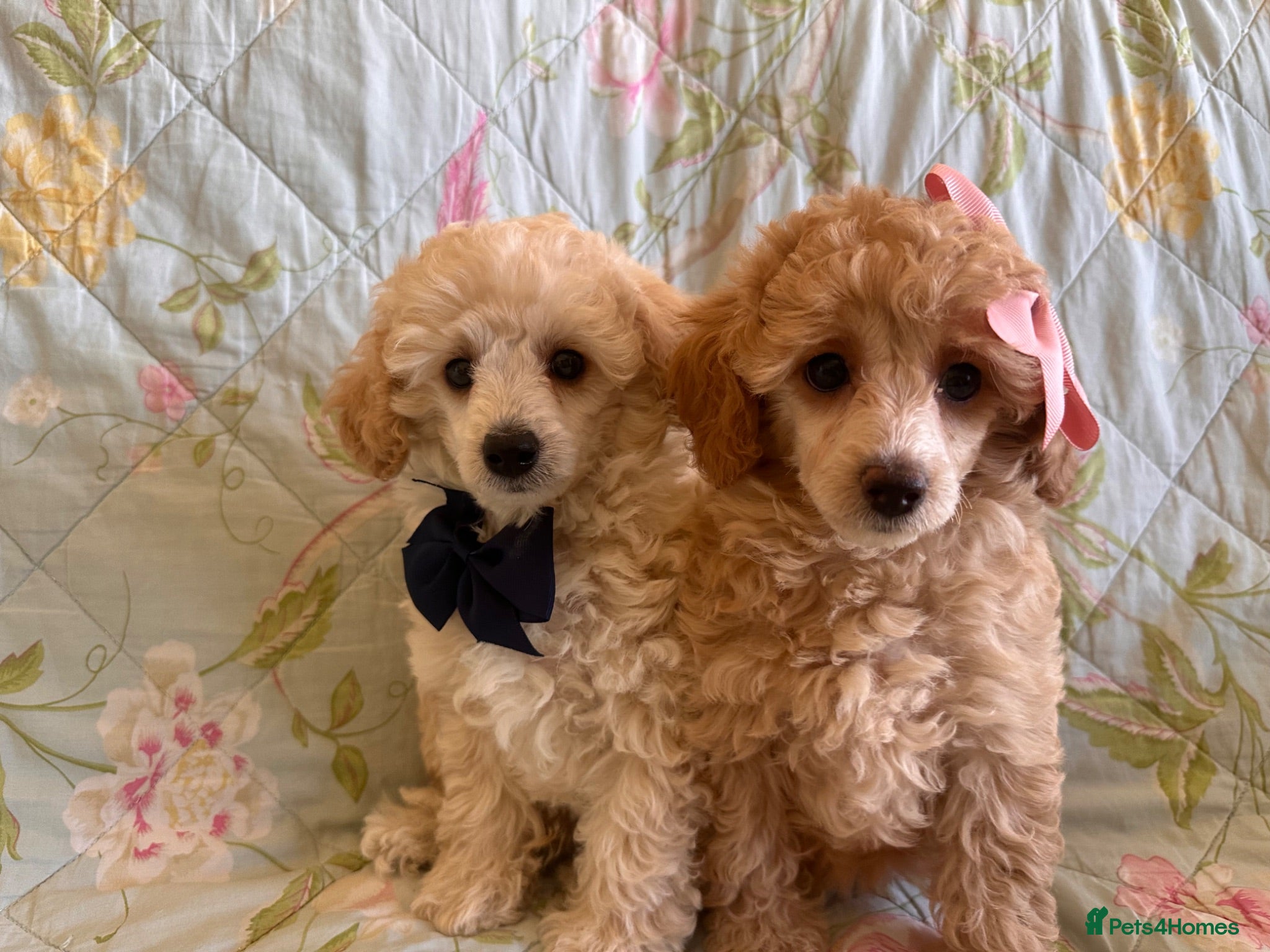 Toy Poodle dogs 🐩 extensively health tested Kc Toy poodle Puppies - Advert 11
