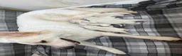 White Swiss Shepherd dogs for sale: Beautiful German Shepherd puppies kc reg - Advert 3