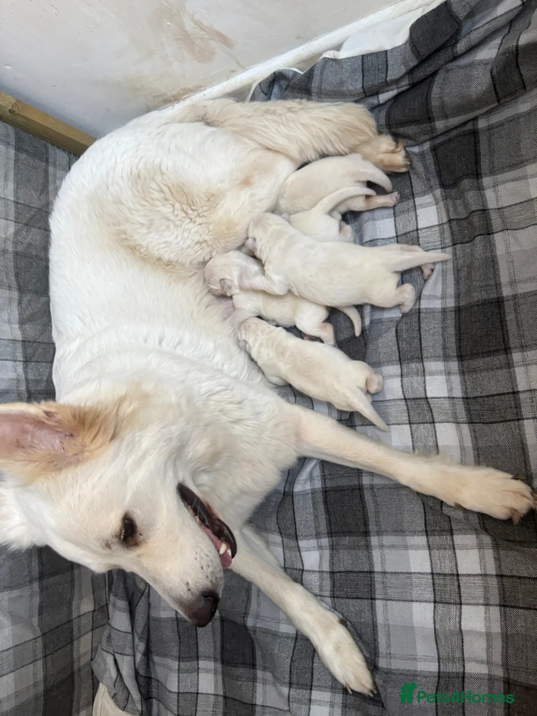 White Swiss Shepherd dogs for sale: Beautiful German Shepherd puppies kc reg - Advert 3