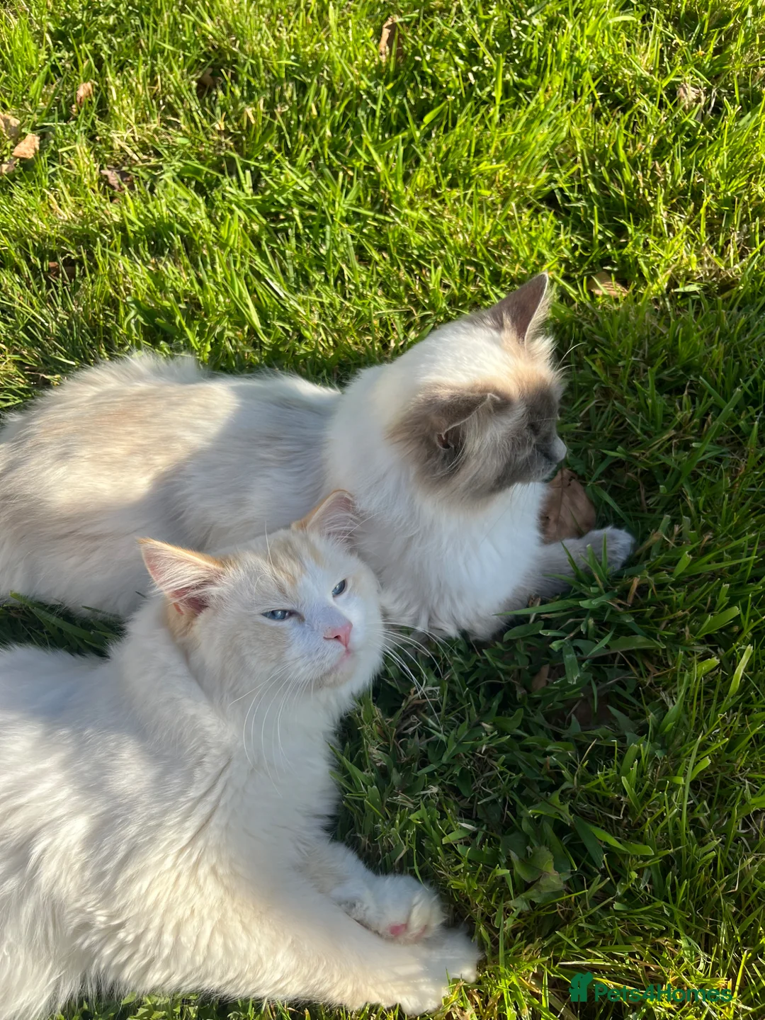Ragdoll cats for sale: Beautiful kittens for sale  - Advert 13