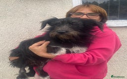 Mixed Breed dogs for adoption: Meet MARIA (!) - a Beautiful and Affectionate Girl - Image 1