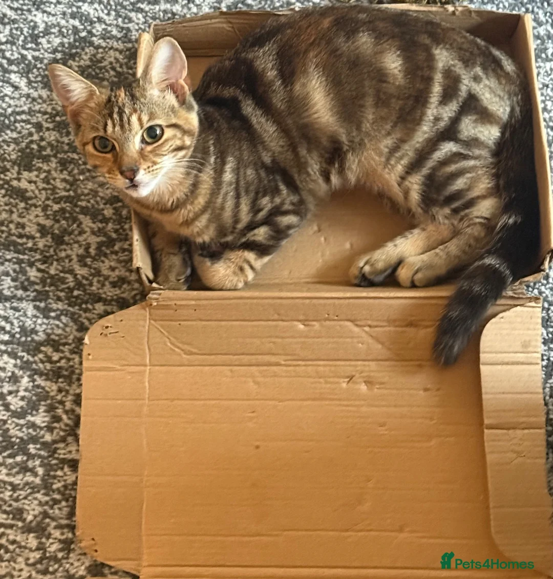Mixed Breed cats for sale: Bambi – Female Kitten Looking for Forever Home - Advert 2