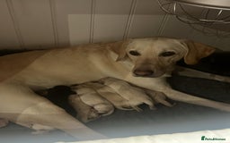 Labrador Retriever dogs for sale: Adorable KC Labrador Puppies - Image 1