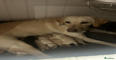 Labrador Retriever dogs Adorable KC Labrador Puppies - Advert 1