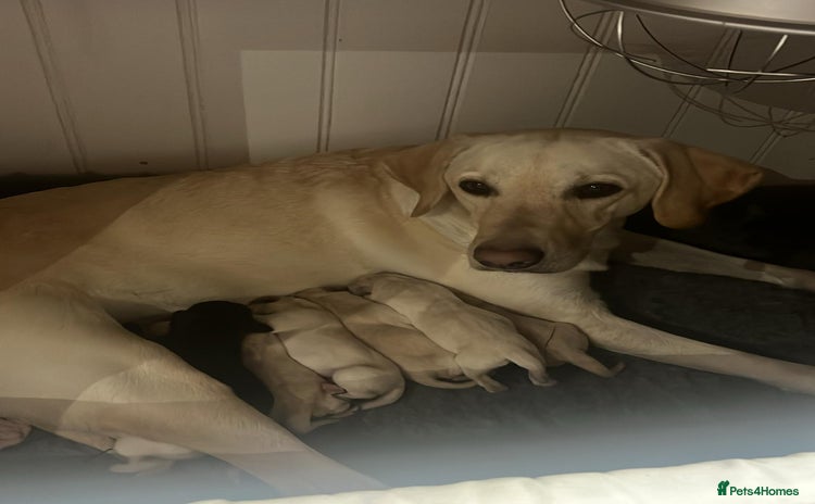 Labrador Retriever dogs - Advert 5