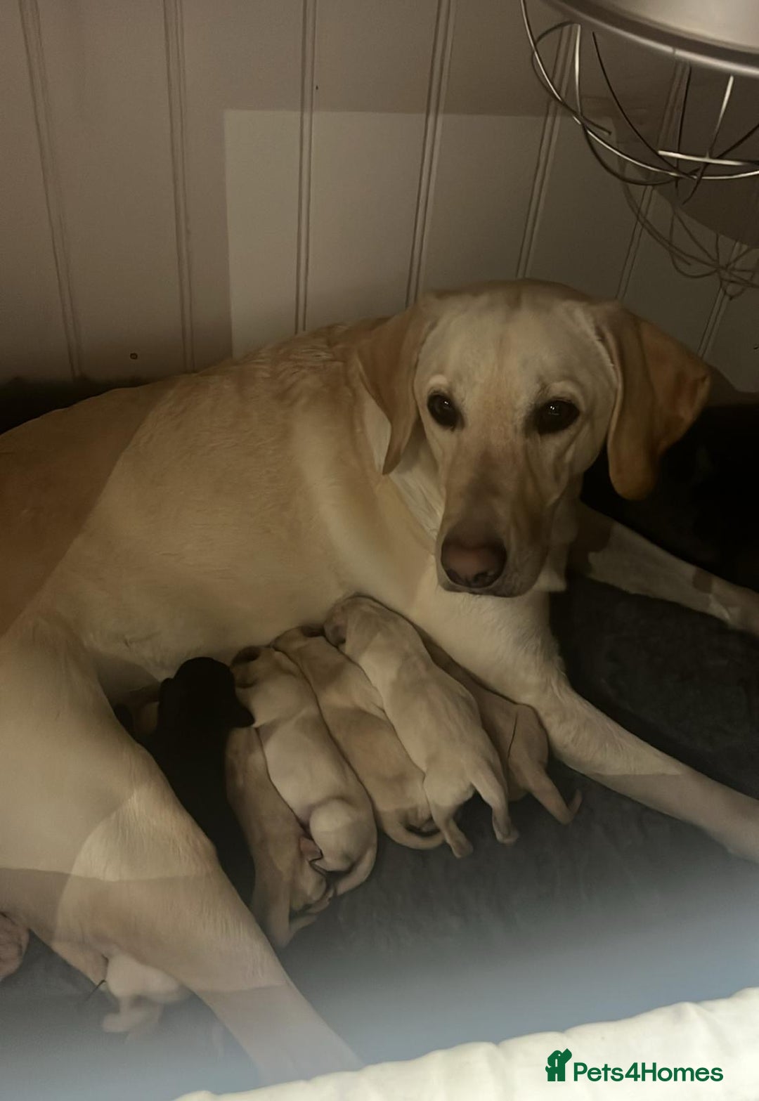 Labrador Retriever dogs for sale: Adorable KC Labrador Puppies - Image 1