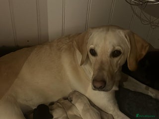 Labrador Retriever dogs - Advert 34